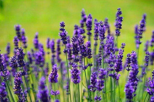 Lavender: The Secret Ingredient to Deep Restful Sleep - PineTales® Buckwheat Pillows